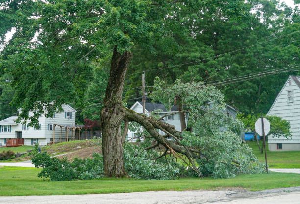 Best Hazardous Tree Removal  in Oskaloosa, KS