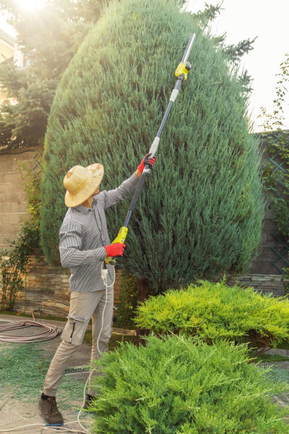 Reliable Oskaloosa, KS  Tree Services Solutions